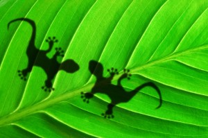 Inchiostro Gecko di hubergroup