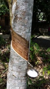 Le comunità della provincia Riau coltivano tra l'altro l'albero della gomma