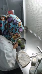 I semi di acacia sono accuratamente selezionati