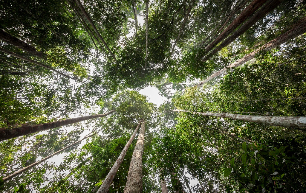 FSC Borneo carta forest