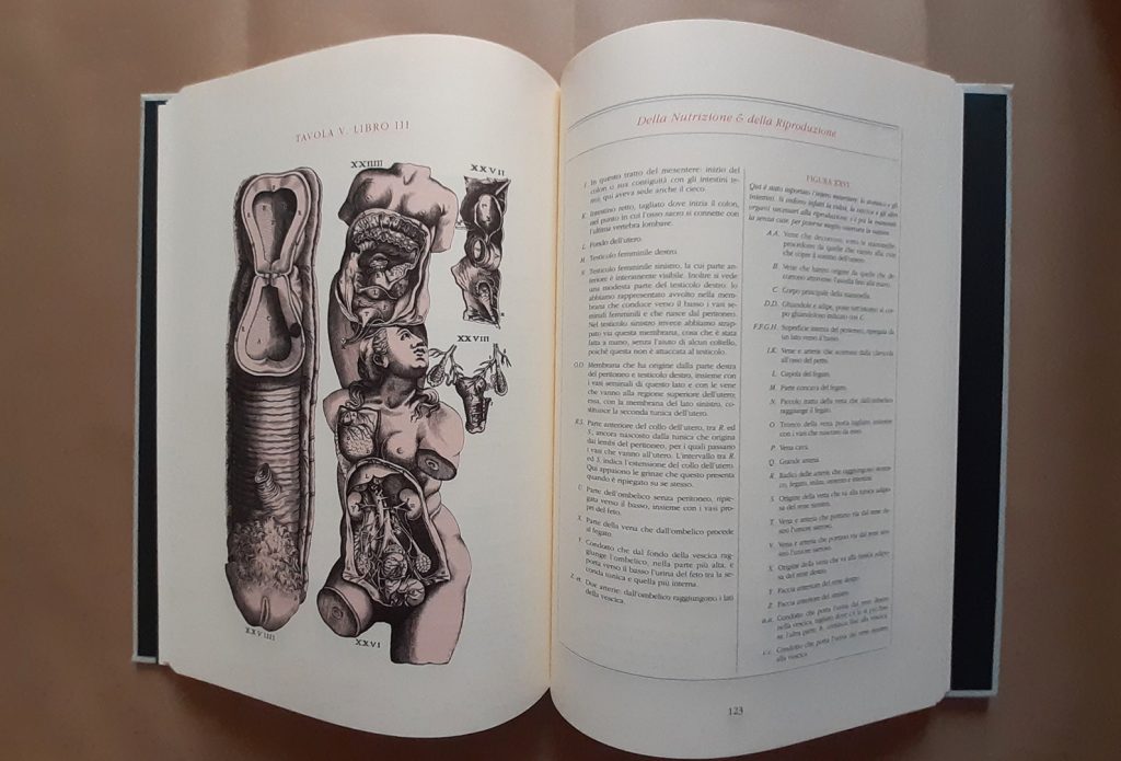 Copia anastatica Vesalio interno