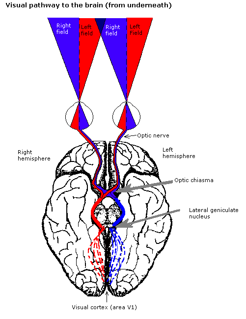 Visione binoculare