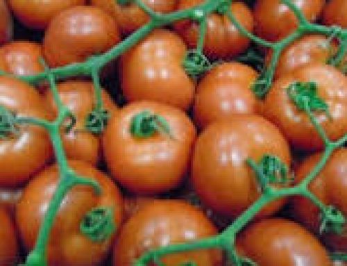 Nasce il biopackaging da pesce e pomodori